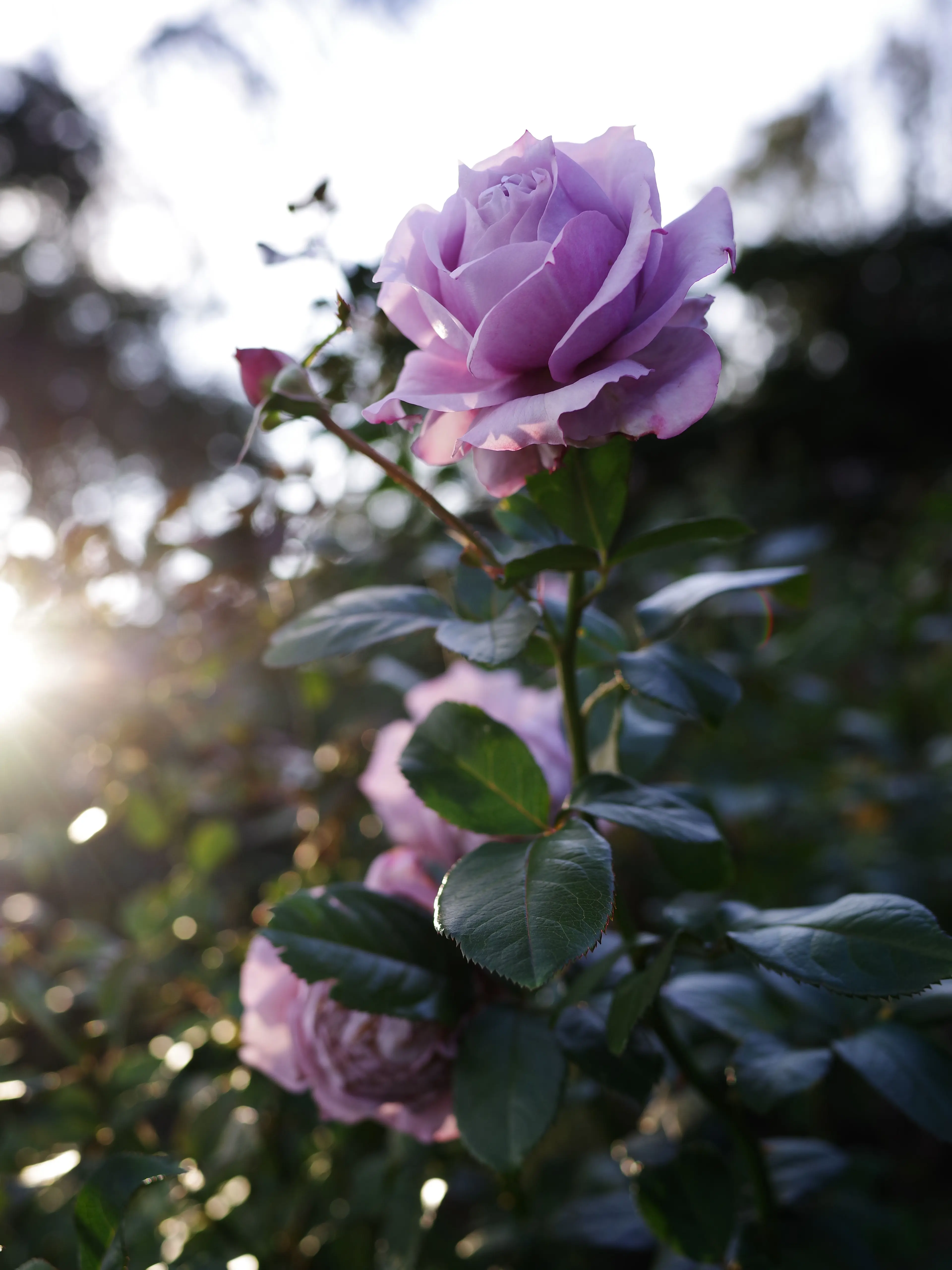 ZestyCloth7818의 高嶺の花の貴方には俺は到底手が届かない