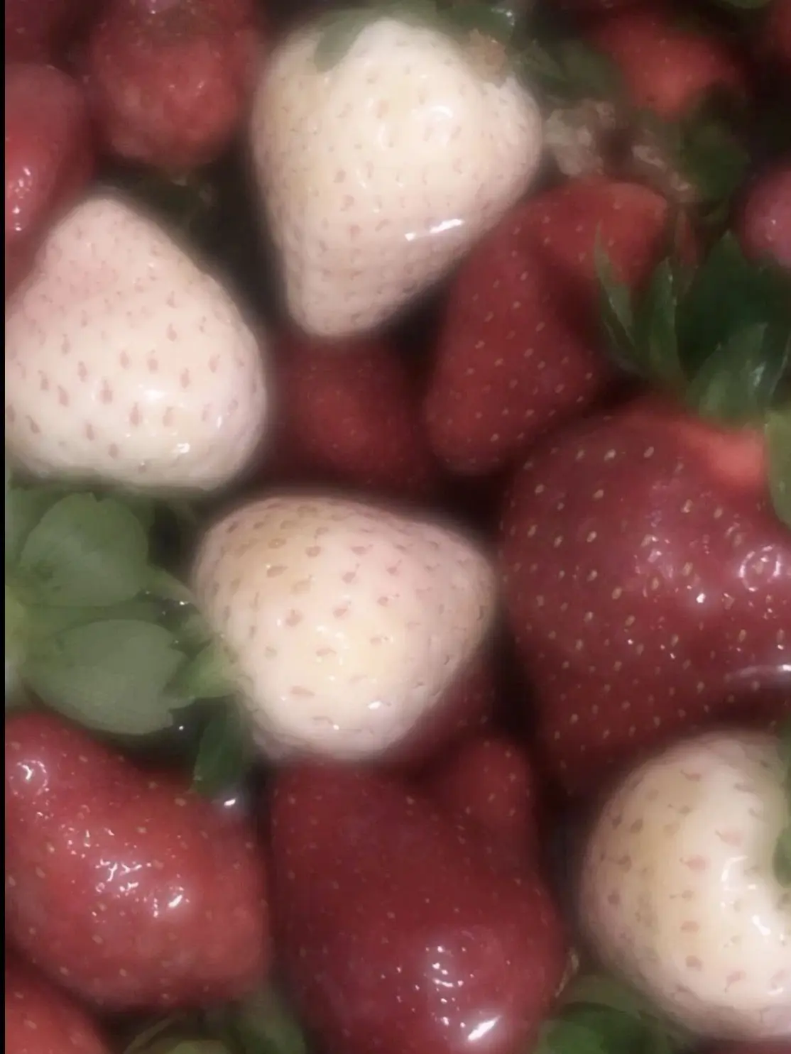 AcidicCrow0219의 ありゃ