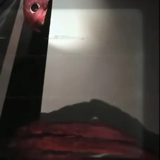 Vita Carnis 대표 이미지