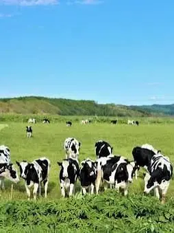 ProudLoss7827의 ようこそらくらん牧場へ！