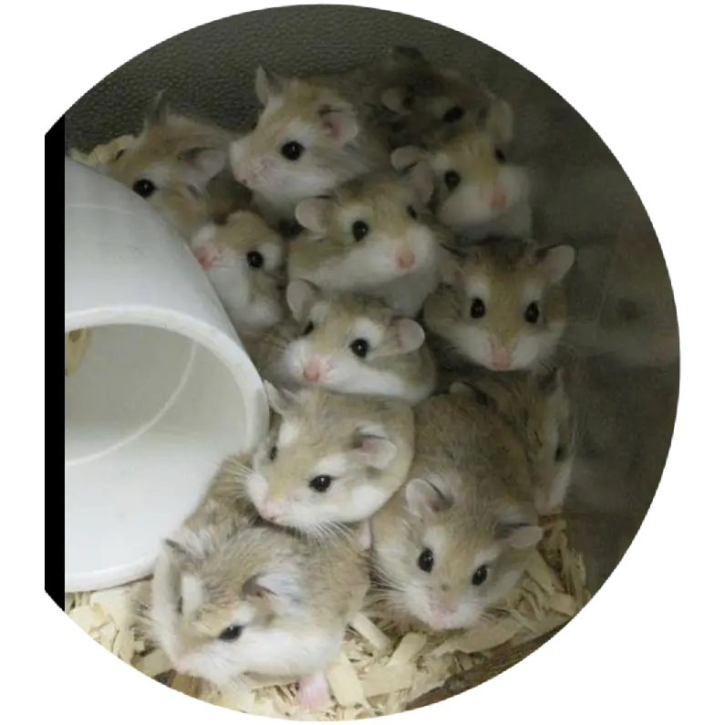 GivingSnore2346의 각성한 골드치즈와 함께 살기