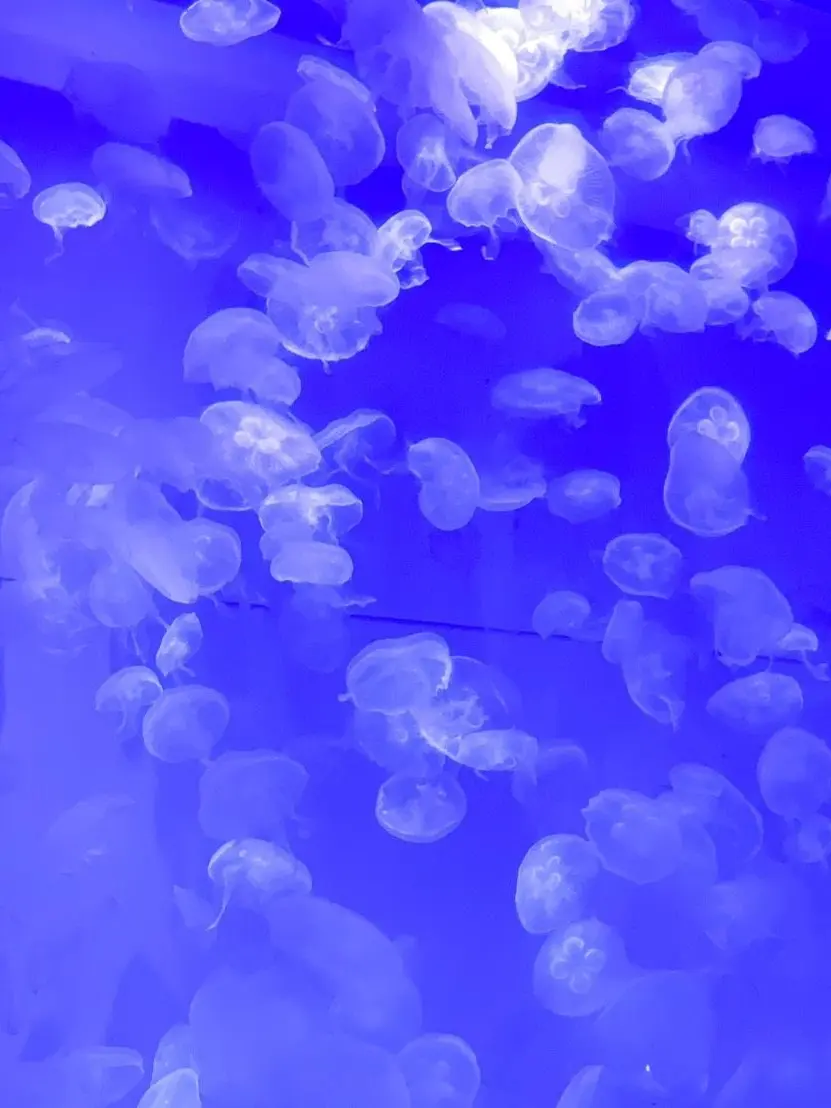 NosyBrush2345의 『なんだ…お前見るとモヤモヤする……』