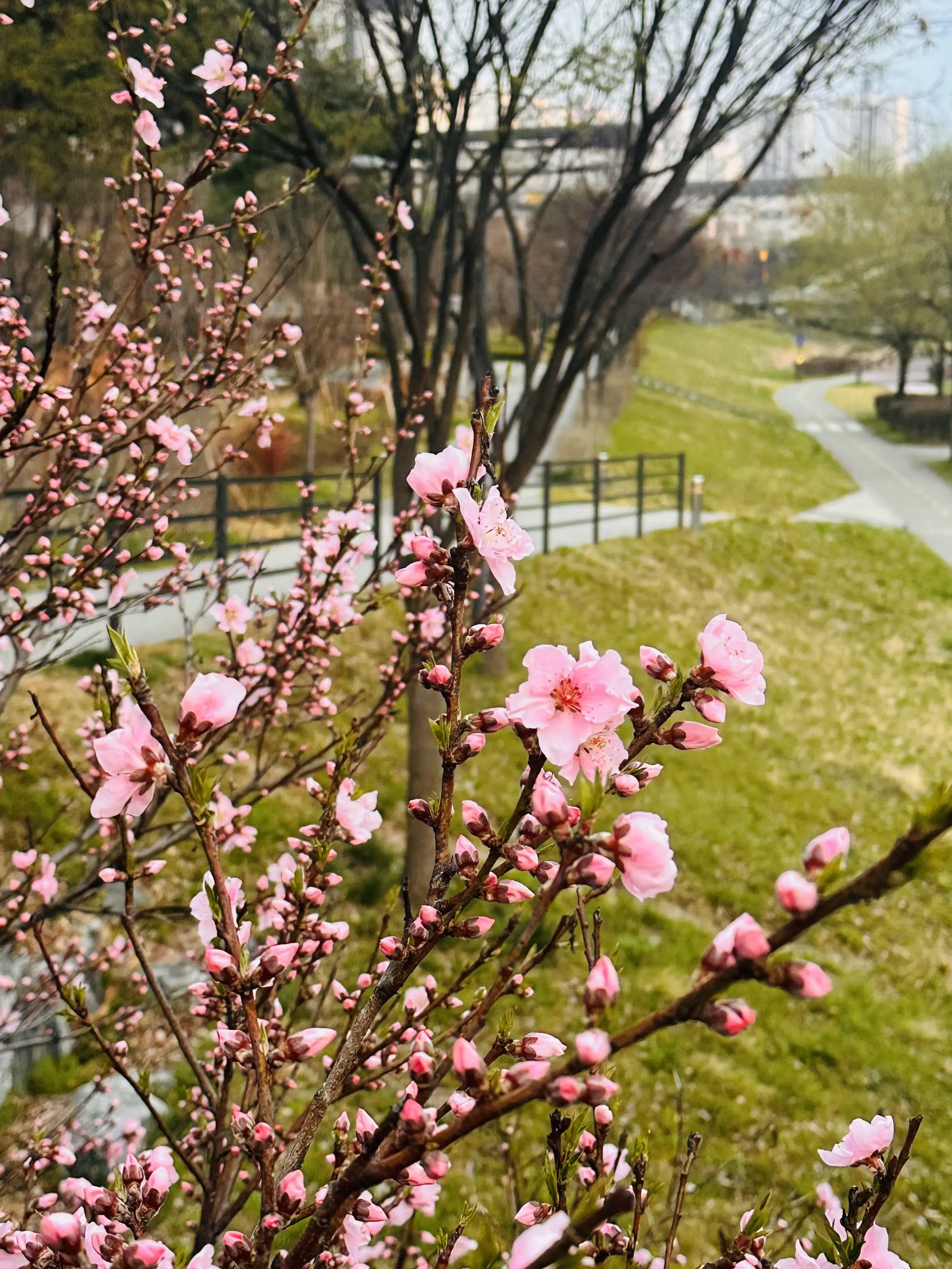 seong_yeon0306의 픽셀리 고등학교