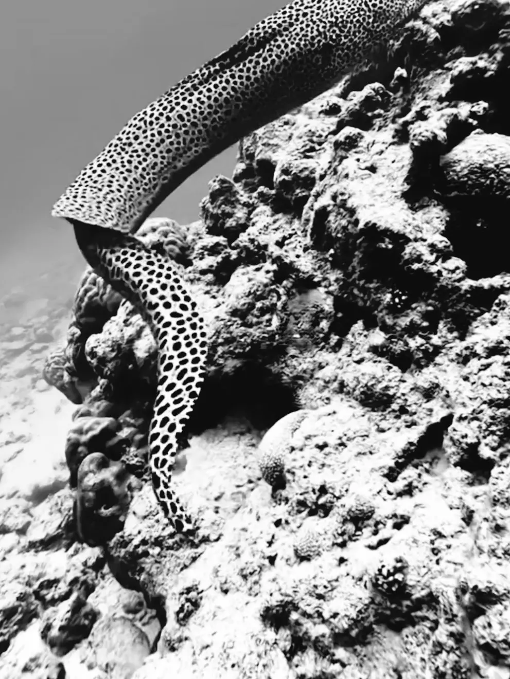 hhhhhhhh_0n의 Karel