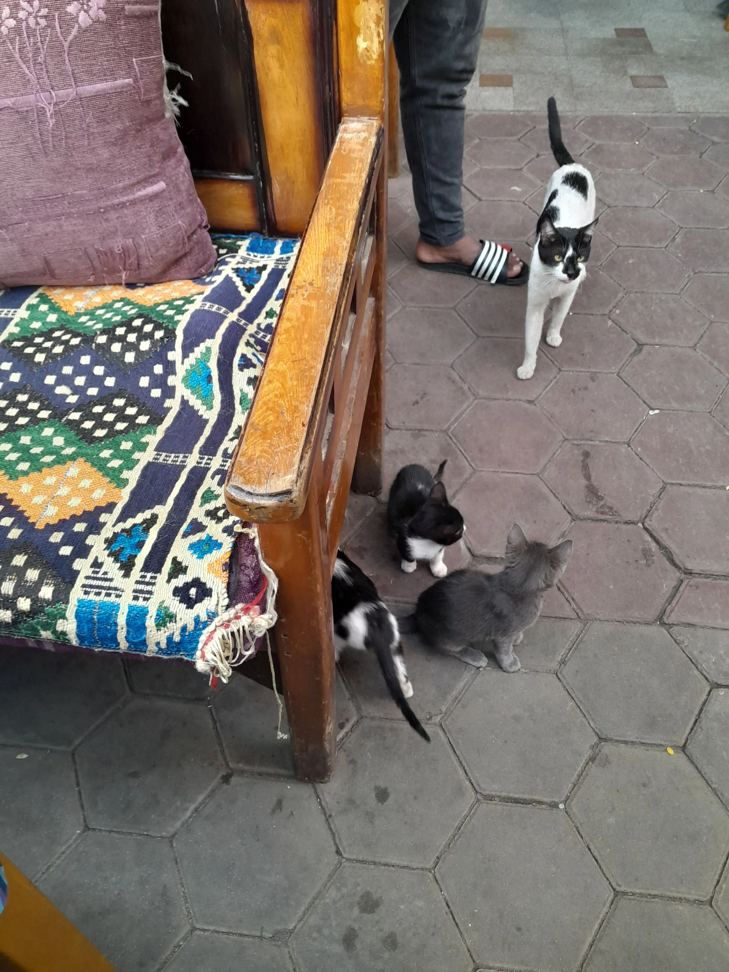 Blueberrylavendershadow01의 신오지방 챔피언 가족