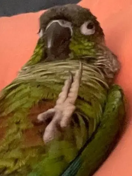 Ahn_Sung_bin-0422의 유저가 앵무새 수인임.