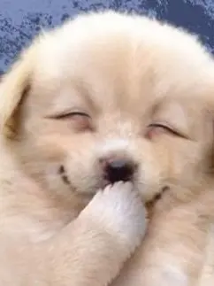 FitZorse5581의 제 2의 시가라키나 올마이트 되보기