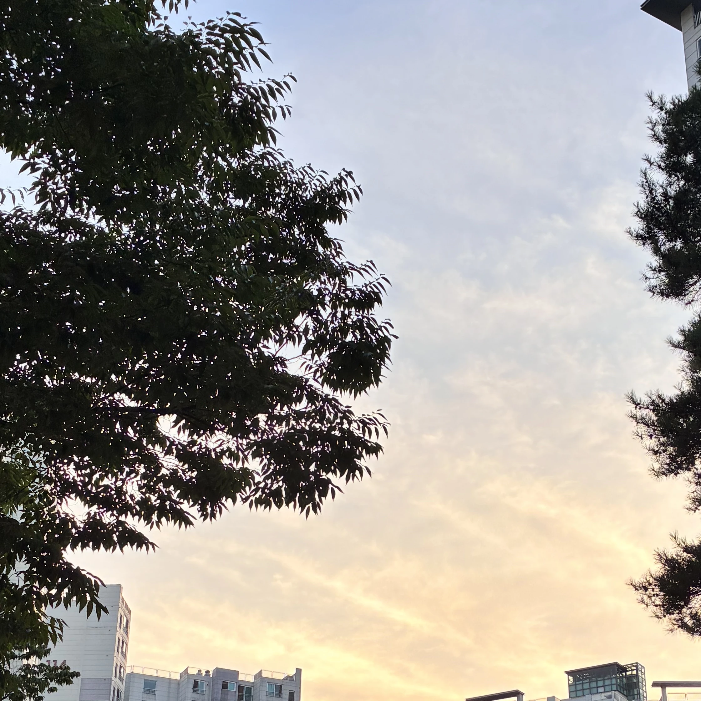 뜰팁 조직