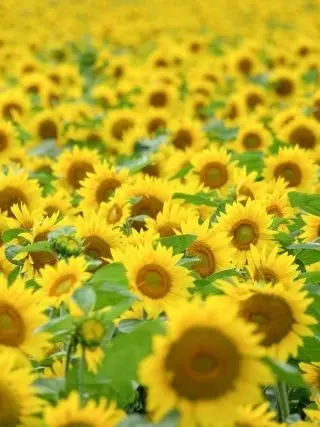 MuteChime9257의 自閉症の涼架くん