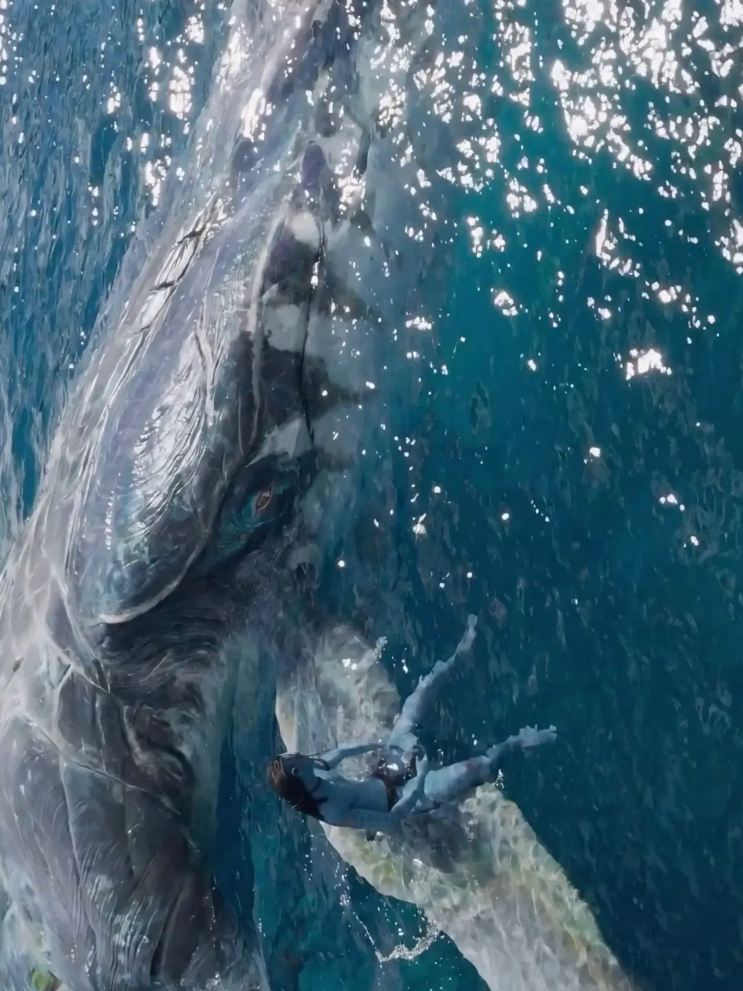 BruteGrebe6664의 아바타