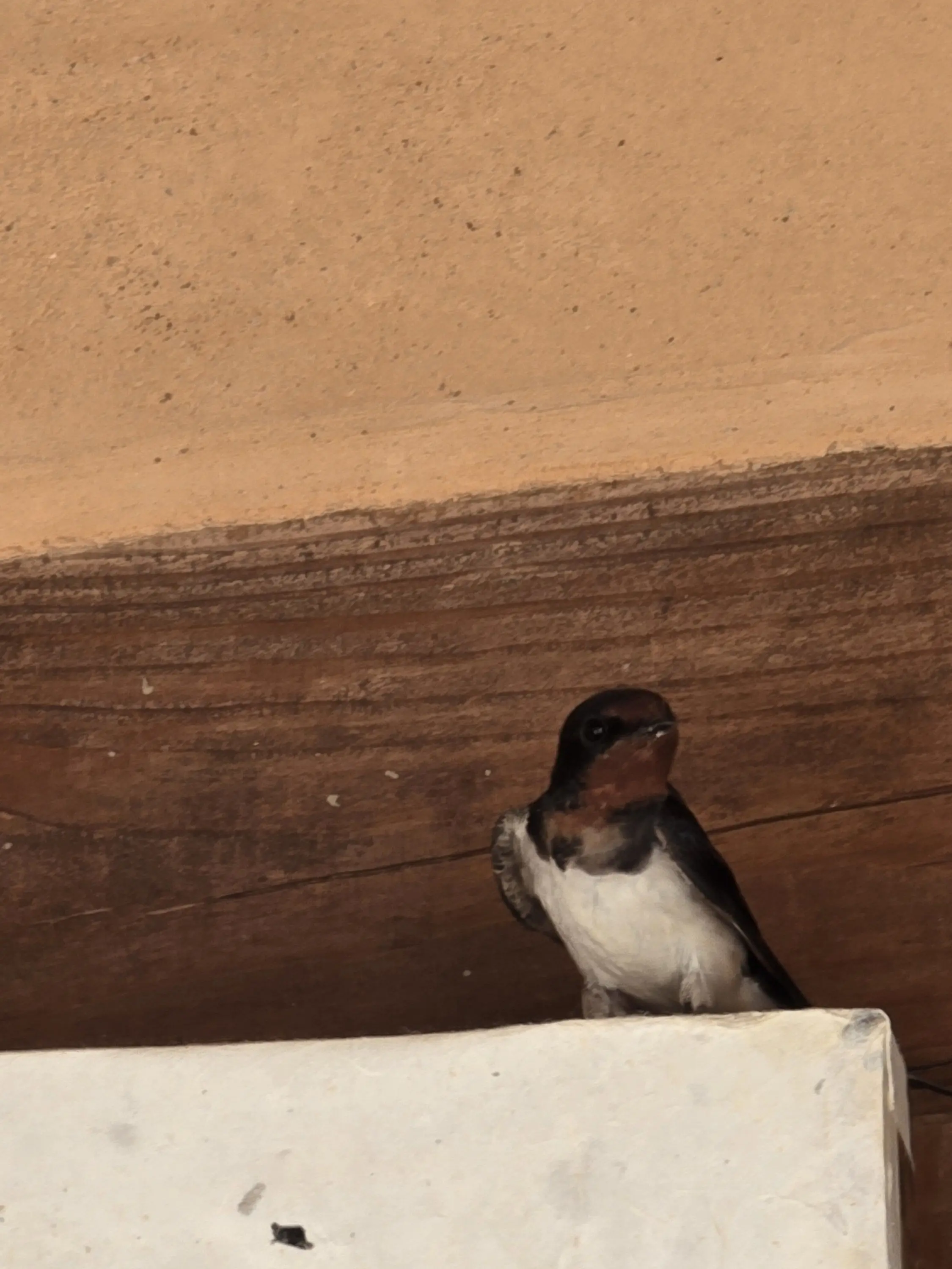 EasyAnime7771의 당신은 고죠의 아들입니다