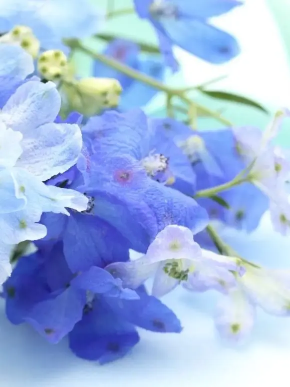 ClumsyMeno7445의 尊敬する大物声優さん