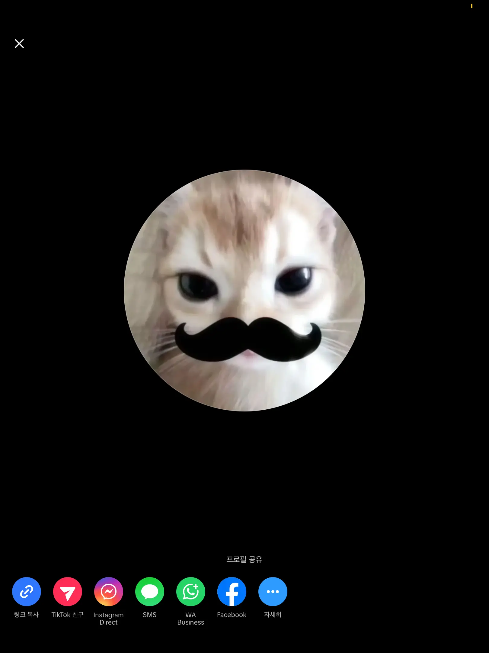 binybinyyo의 틱톡계의 전설들이 나타났다.