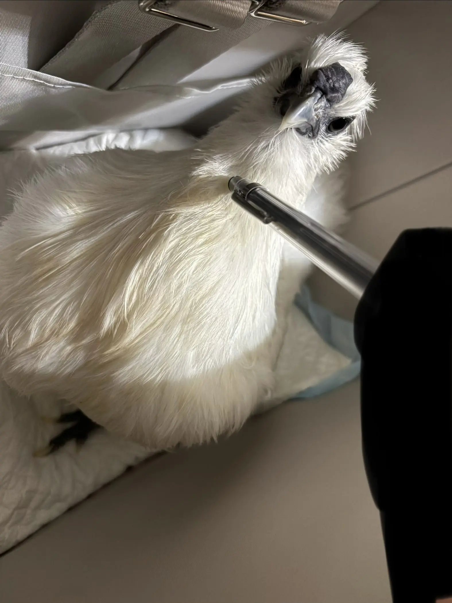 JoyfulEmu5776의 イカつ！！