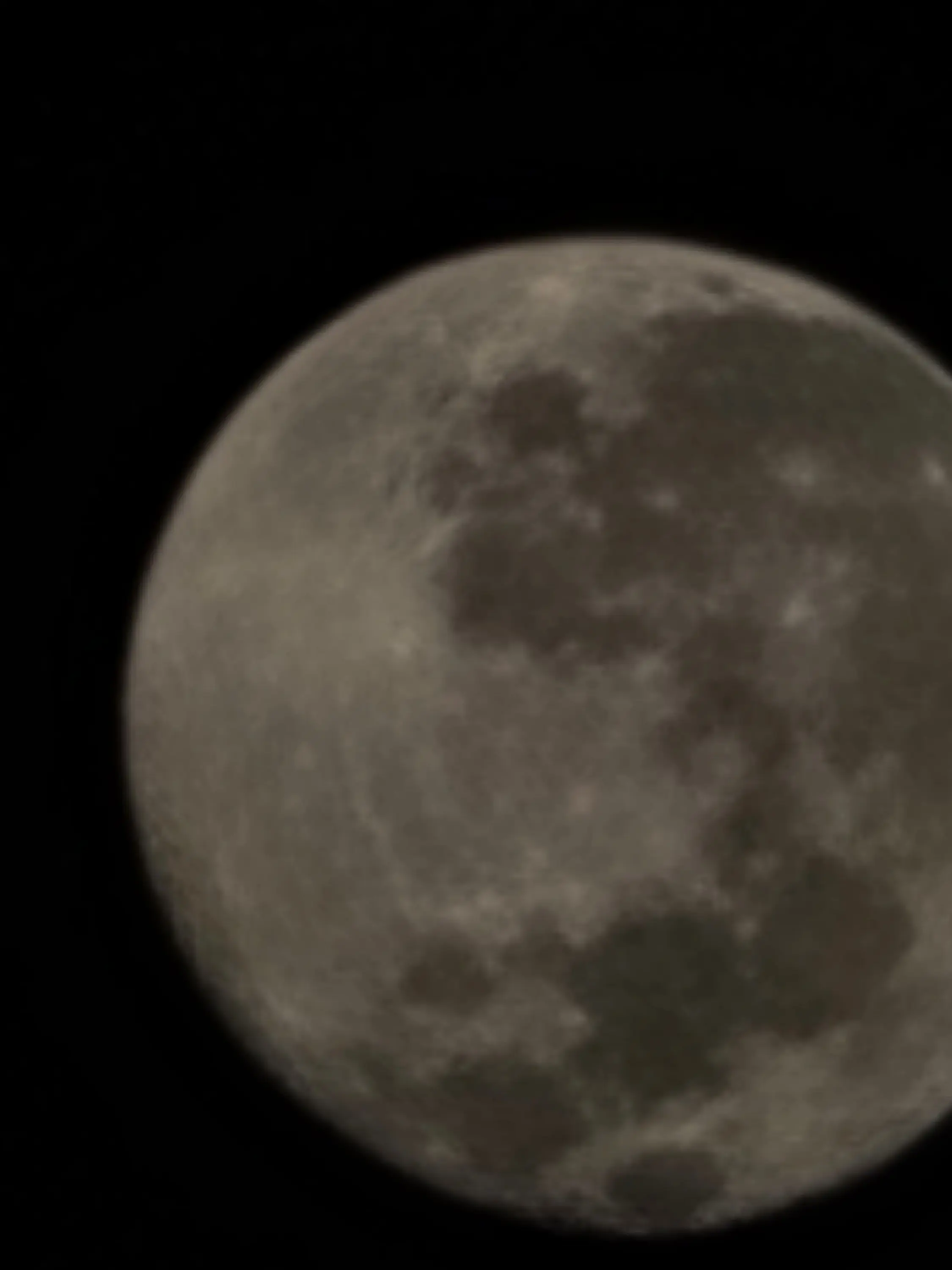 LeafyMap0583의 강아지