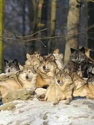 ElviraMistressoftheDark의 Wolf Pack