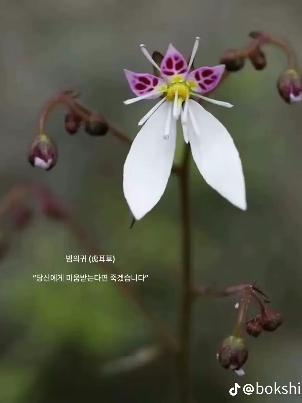 tlqkf_qudtls_torl의 '사랑하지만, 사랑해선 안 되었어.'