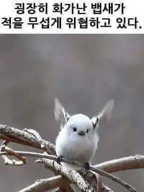 RMABBOR의 이건 하지마요 갠용 아이리스 잭