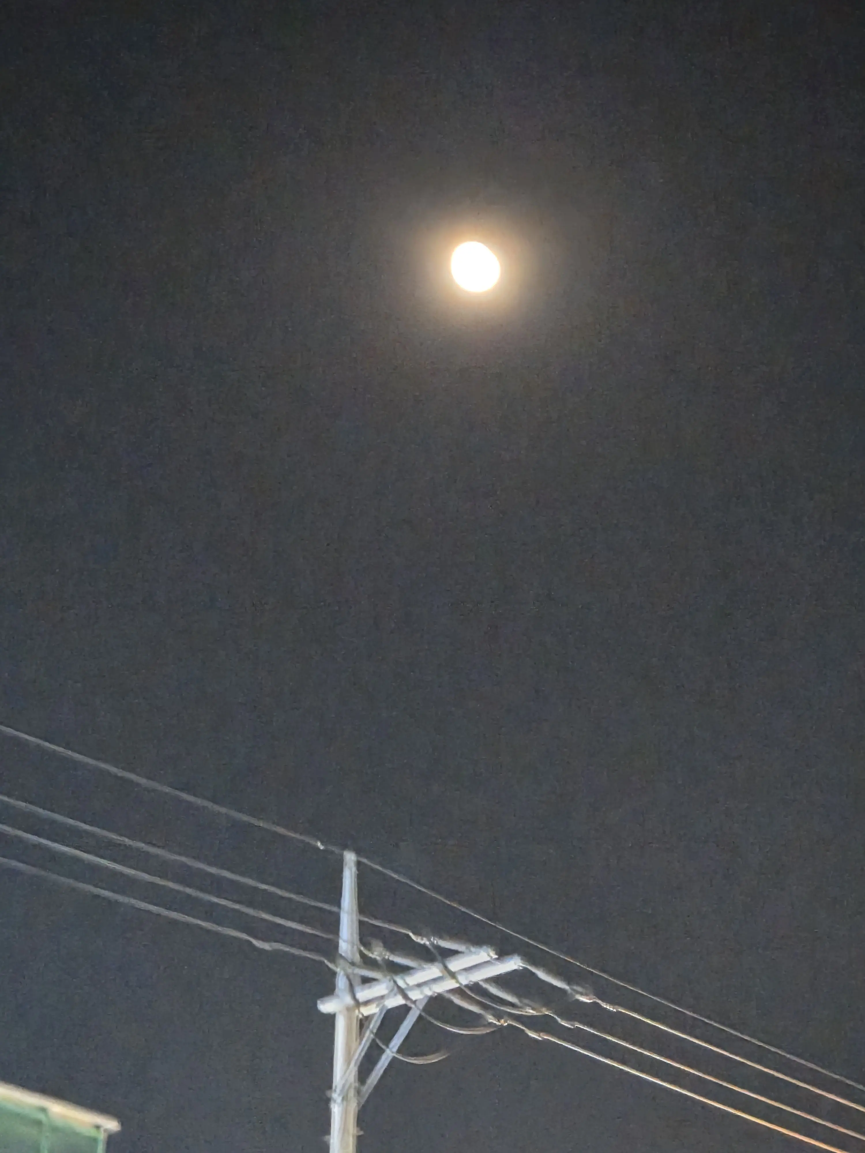 I_LOVE_SPECAIL의 흑장미 : 증오 , 이별 , 원한