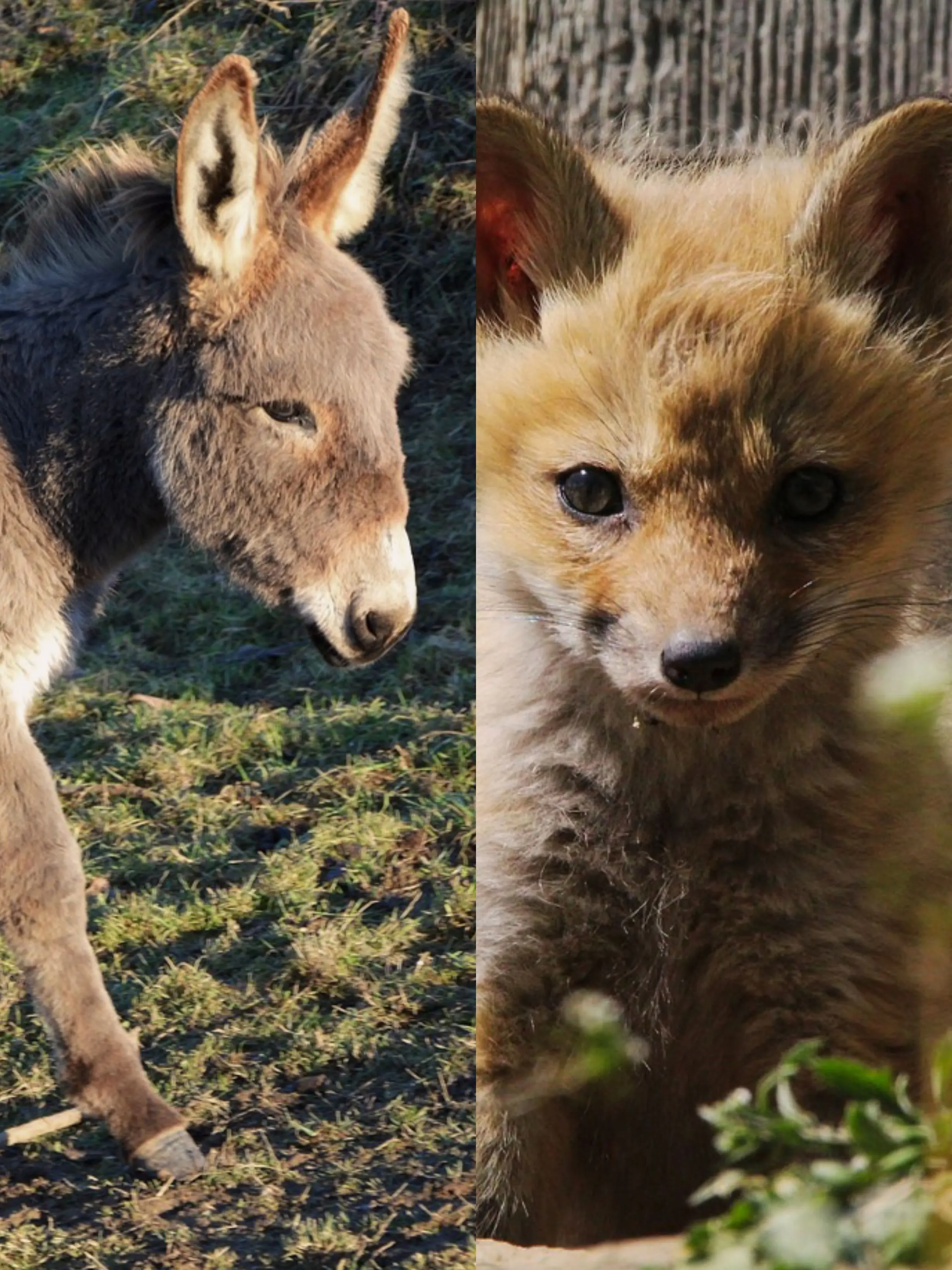 jk7의 🪶 새끼 여우와 망아지