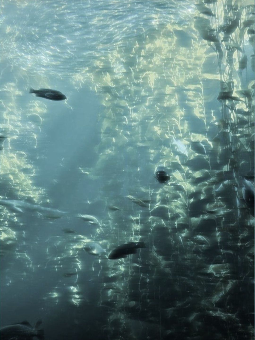 수족관(魚缸䭱2)°`☆ 대표 이미지