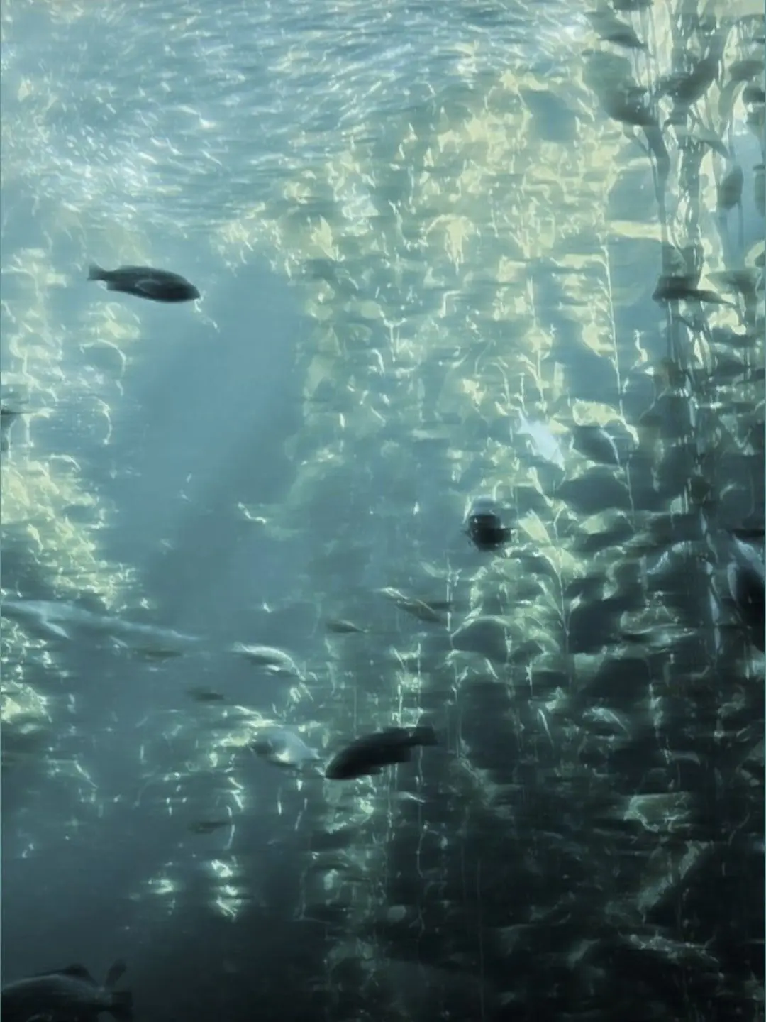 Hfjmt0801의 수족관(魚缸䭱2)°`☆