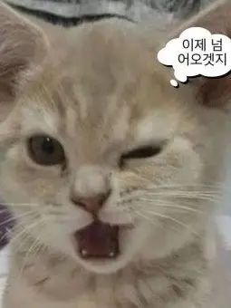 StuffyBin0354의 나를 좋아하는 여사친과 남사친?!