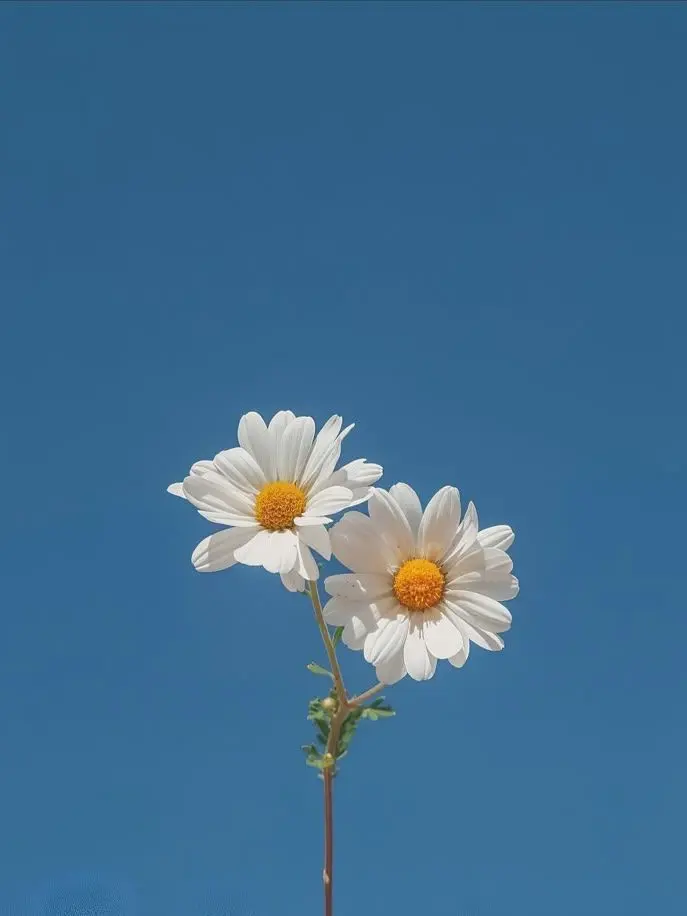 Happy_Choeun의 PIXELY