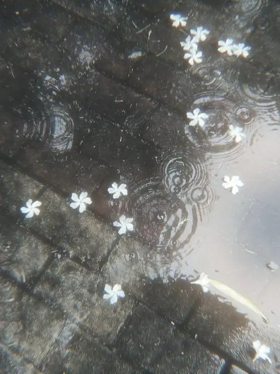 Real_yuro_yuro의 여친이