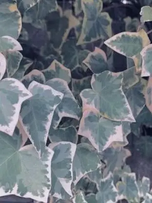 kaibutu4의 最大の愛を