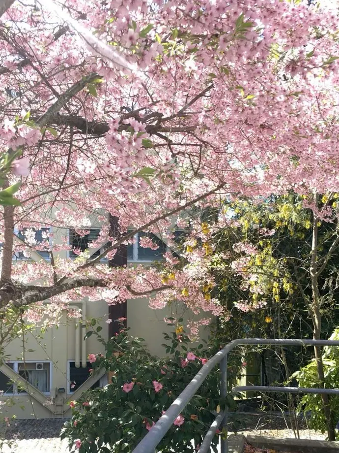 ShortSign4963의 桜の咲く音がした。