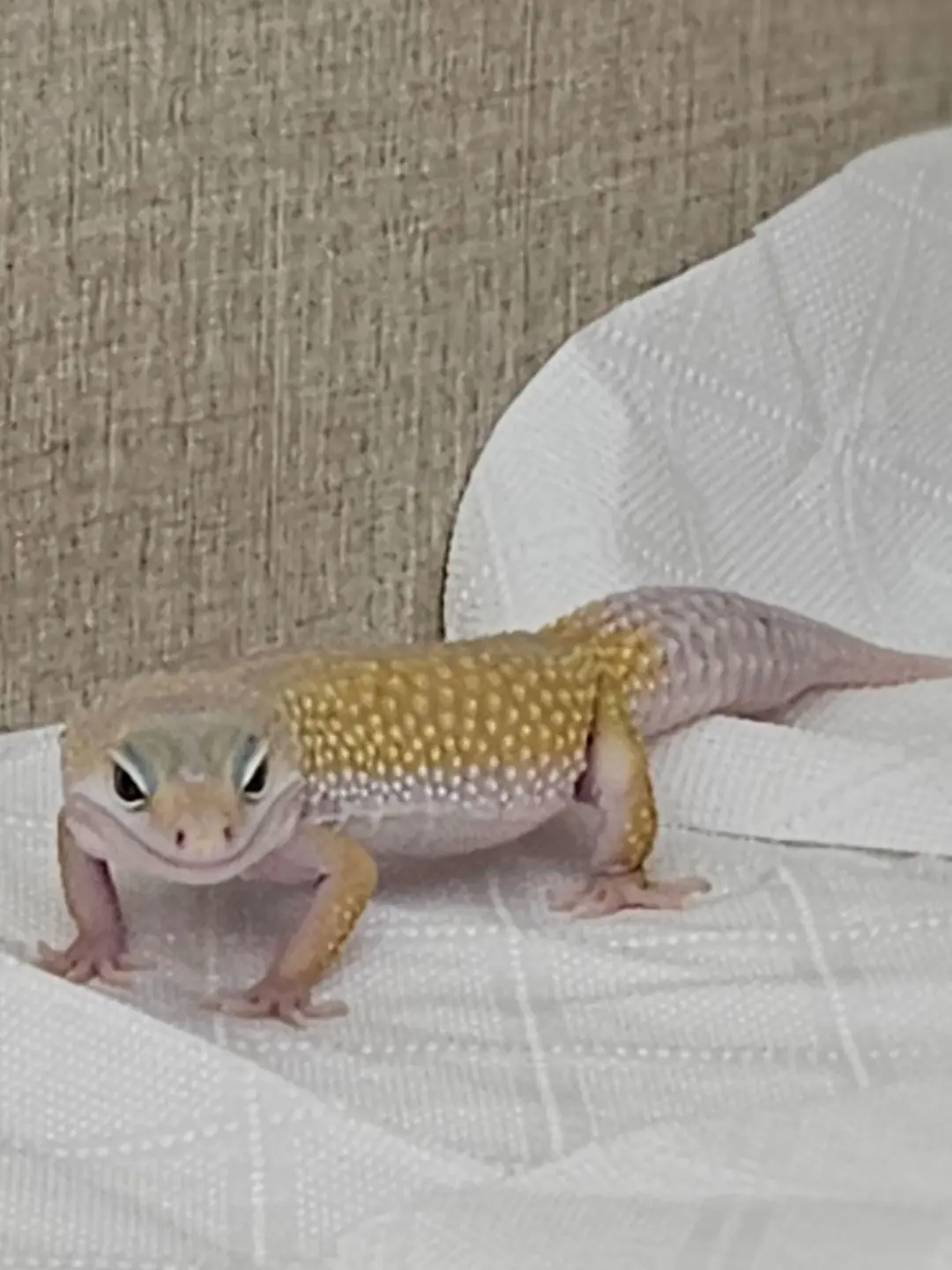 Z_LANG의 도마뱀