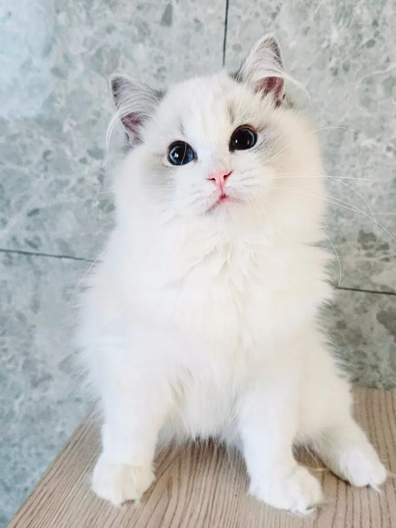 kkokkoharim의 컨휴 무리인데 여자애들이 얀데레?!