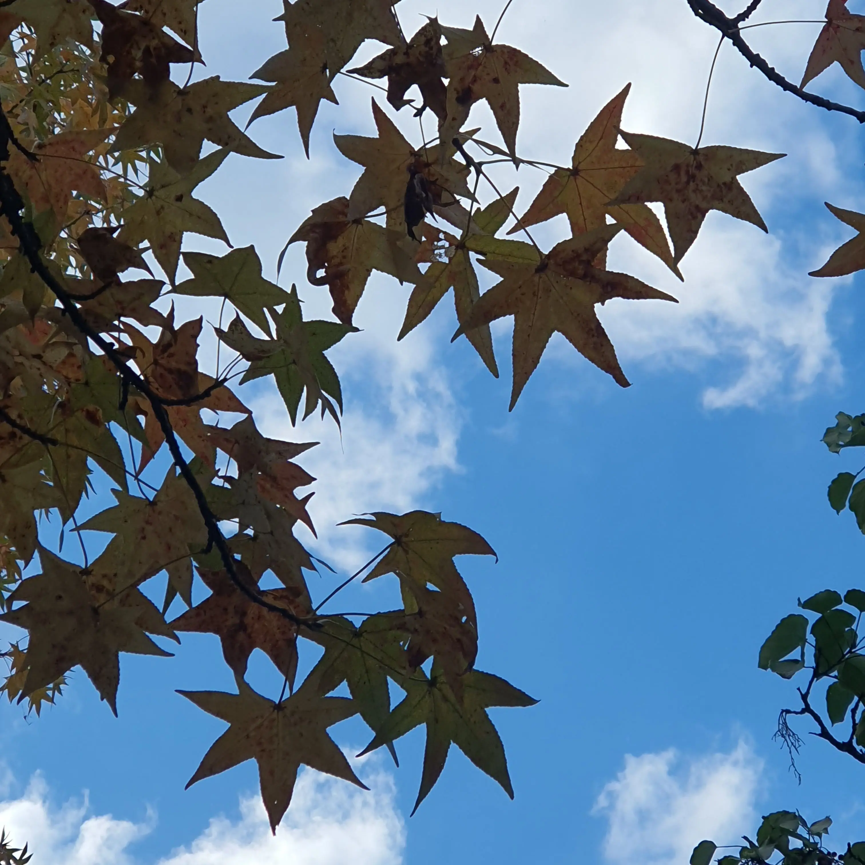 ChubbyCrane2960의 밤보눈+미수반