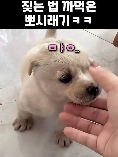여우뇬이 또 배신을 했다.... 대표 이미지