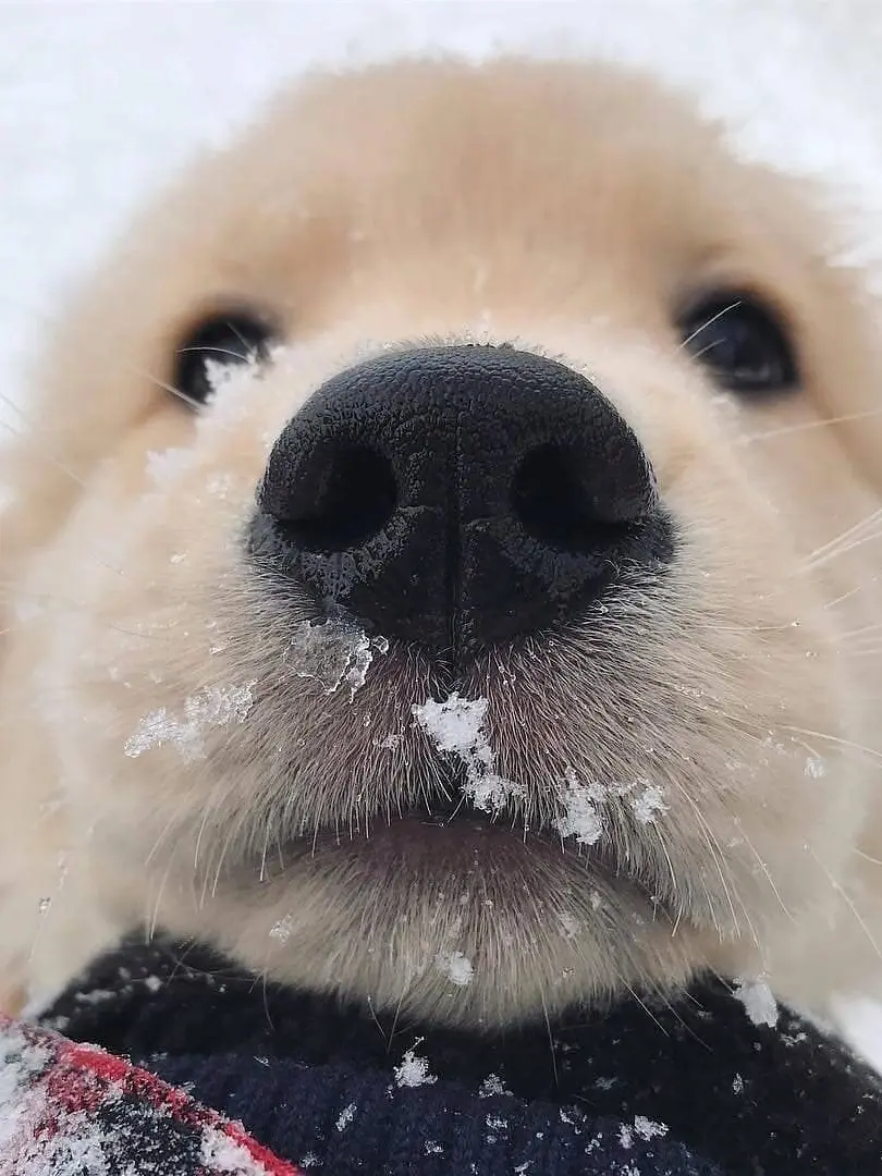 YellowUncle1945의 분리불안 안건호