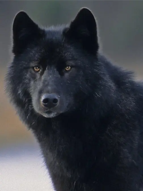 GuiltyBall3112의 늑대 뱅찬