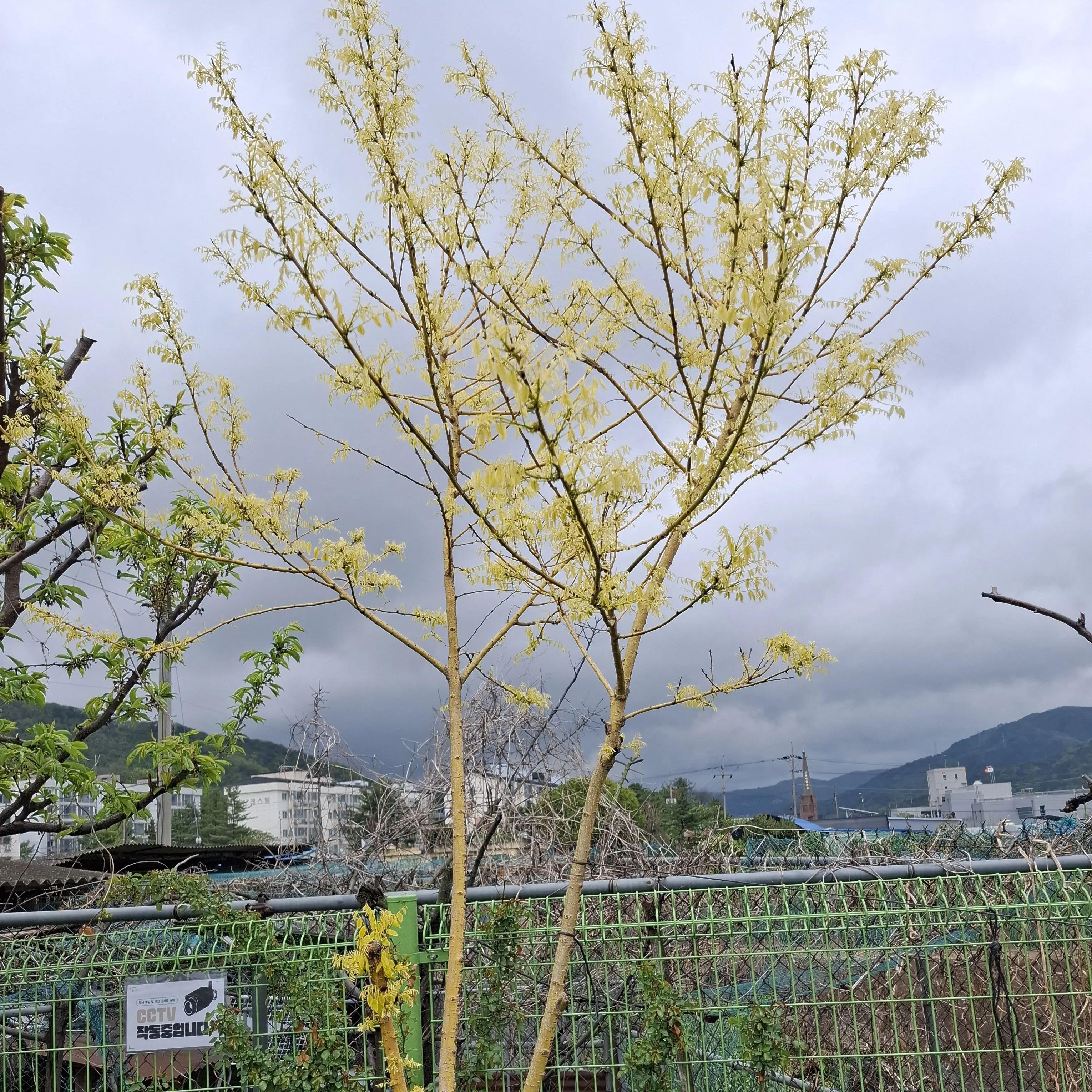 EthnicDodo1975의 공지용 대화창(의미 없)