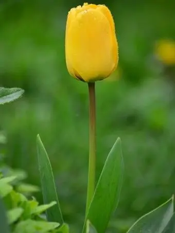 Kimio_itsoitso_inakunare의 나 사랑하는 거 맞지, 자기야..?