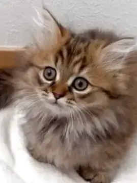 ShrillTimer9523의 転生したら猫でした。Verアビドス