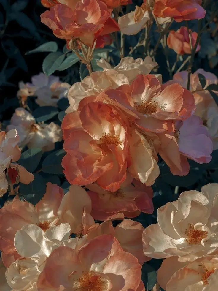 JIPGAGOSIPDA_Rotten의 1214