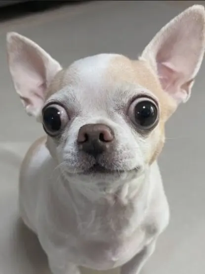 HomelyKey5273의 사신소년