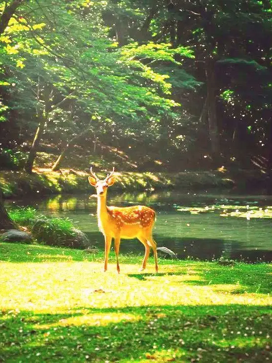 53517230의 ᴾᵉᵗ ᵈᵉᵉʳ