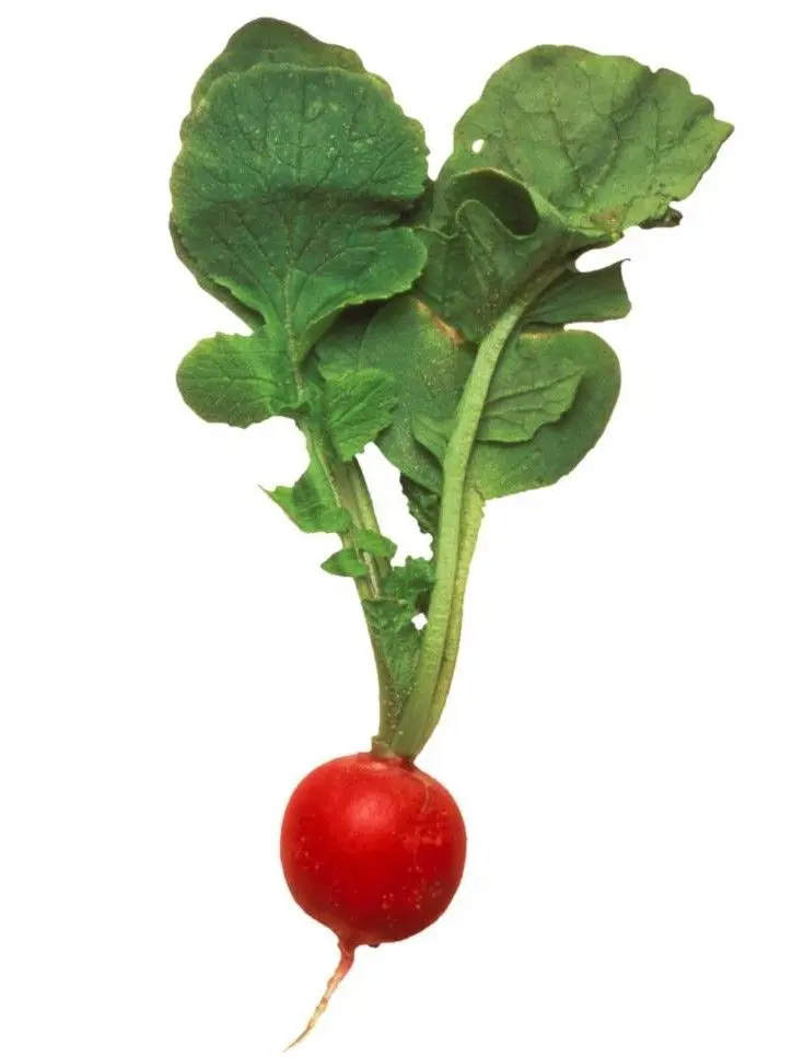 Incendiary의 백도겸