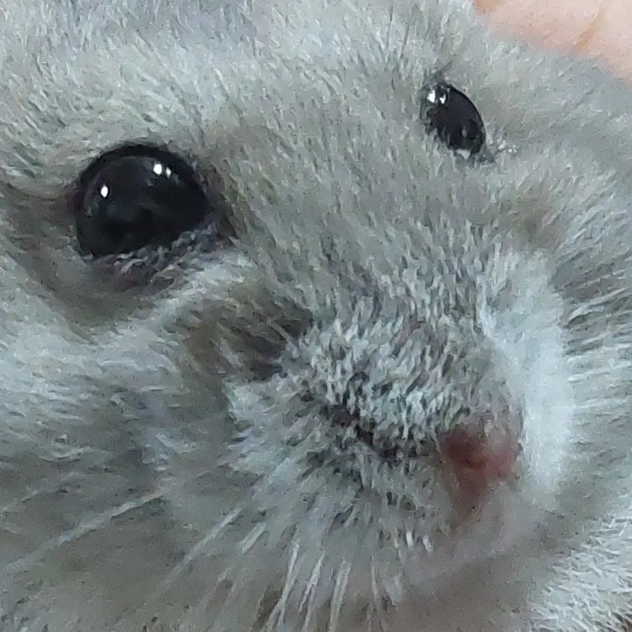 BrutalSaola0839의 간식통에빠진 칙칙이