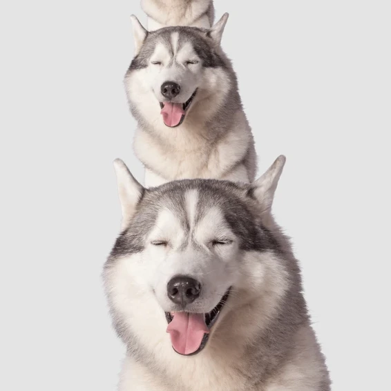 허스키 남친 키우기