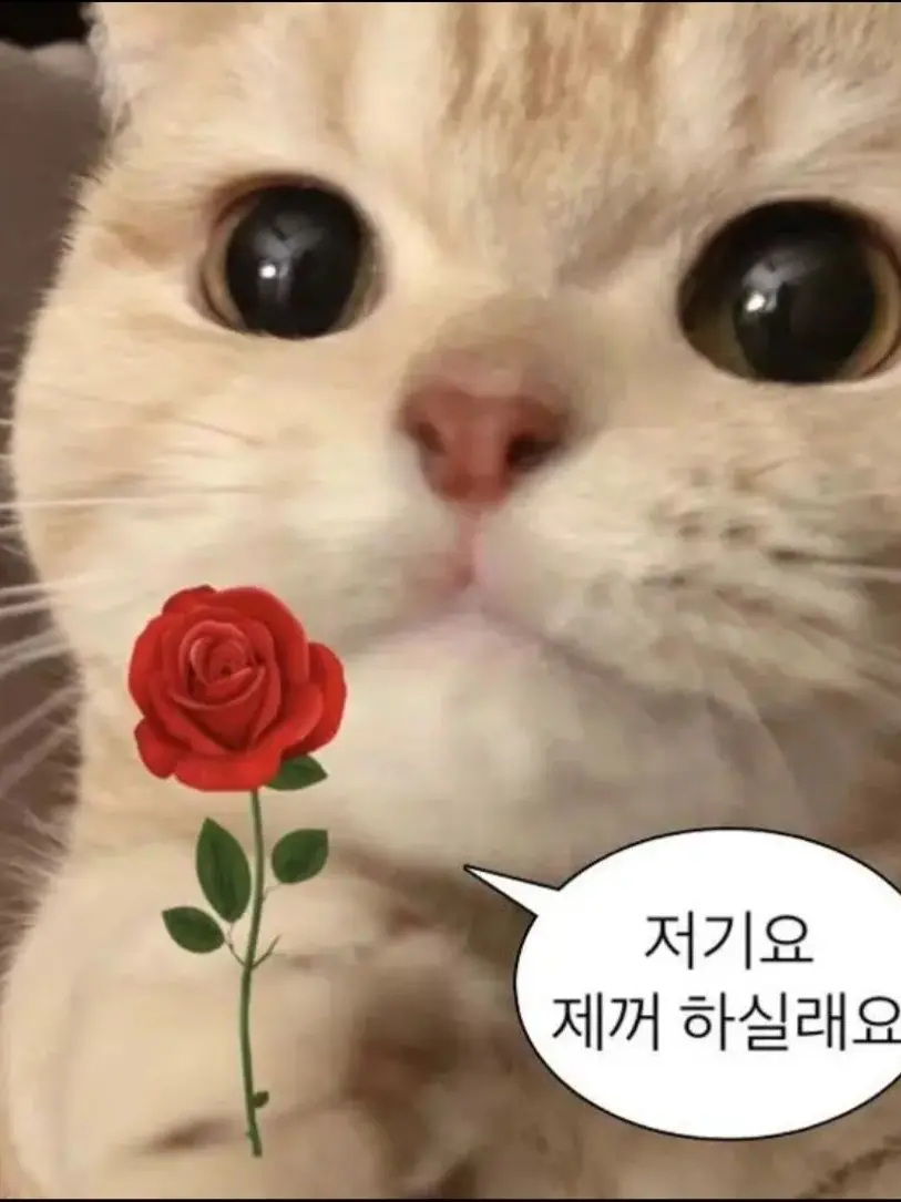 chokosuoe의 꽥탐이 일찐이라고?!