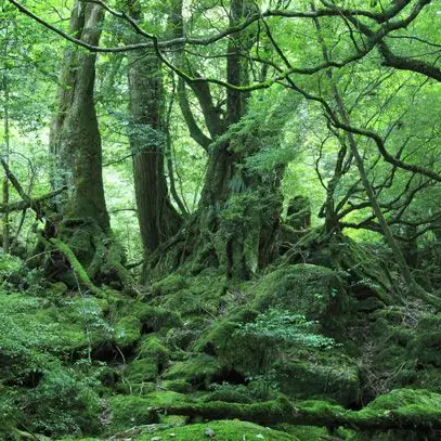 StumpyHorgi4884의 サバイバル生活で異変が…