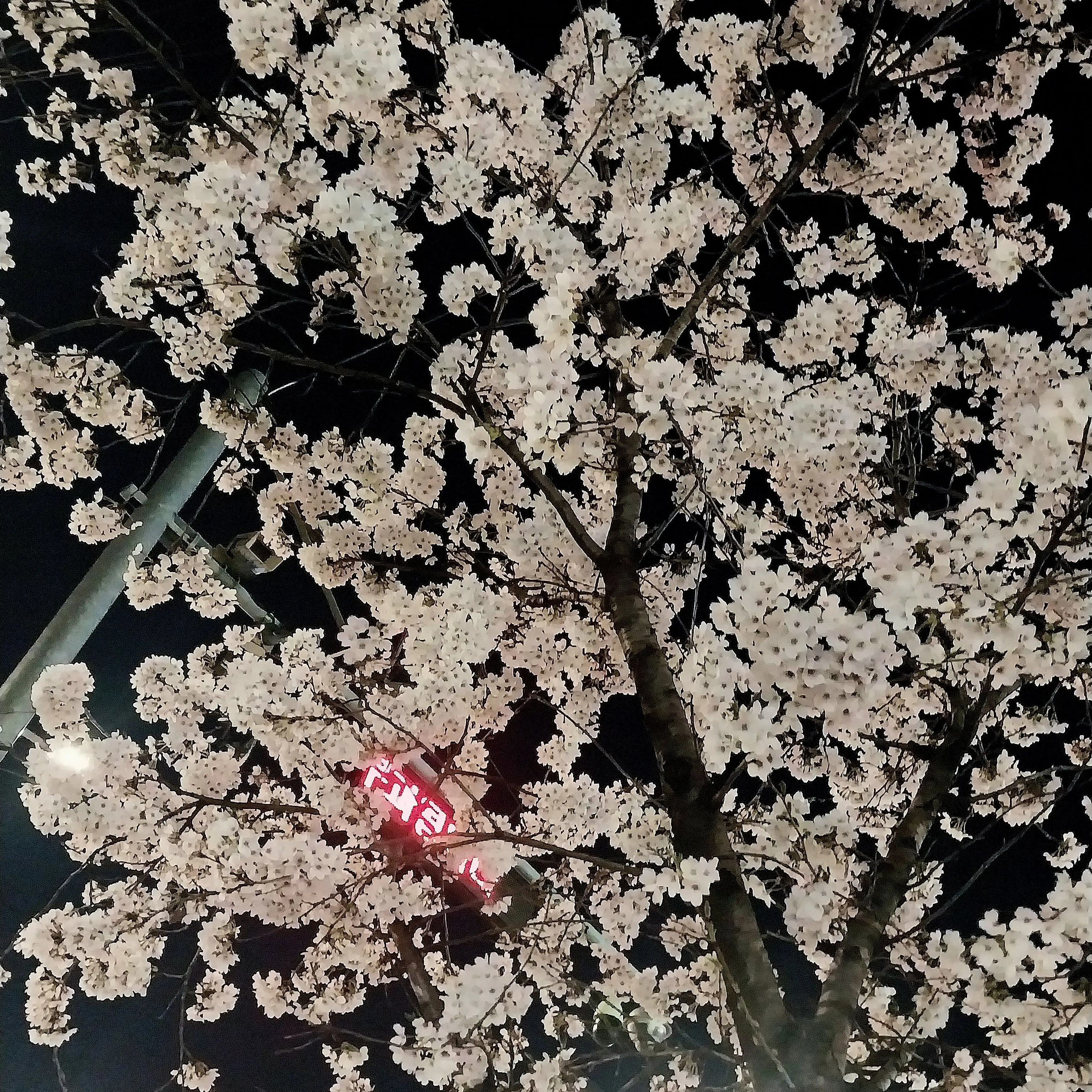 synrjuw의 이요한