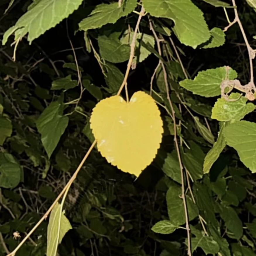 권지용